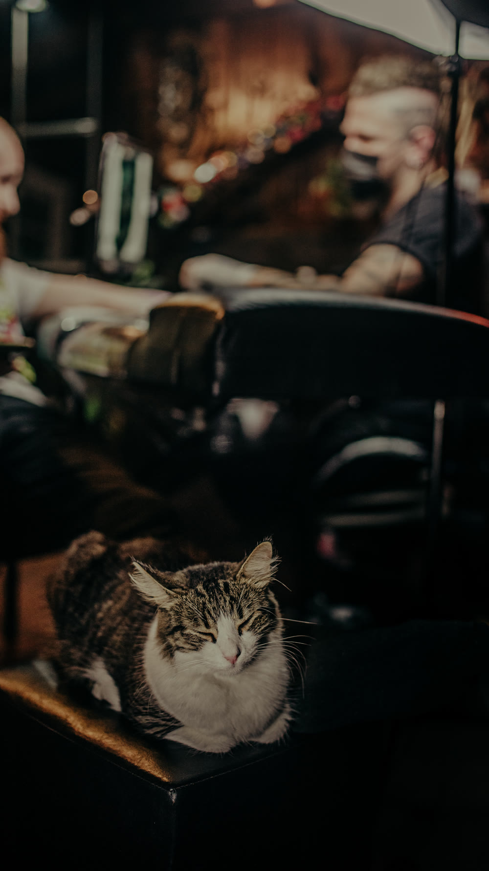 O gato do estúdio observando a sessão